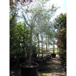 Roze Winterkers (Prunus Subhirtella 'Autumnalis Rosea') 8 Roze Winterkers (Prunus Subhirtella 'Autumnalis Rosea') -Tuinplanten Winkel japanse sierkers prunus subhirtella autumnalis 33511 cb4