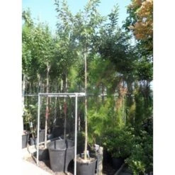 Roze Winterkers (Prunus Subhirtella 'Autumnalis Rosea') 7 Roze Winterkers (Prunus Subhirtella 'Autumnalis Rosea') -Tuinplanten Winkel japanse sierkers prunus subhirtella autumnalis 33511 fe8