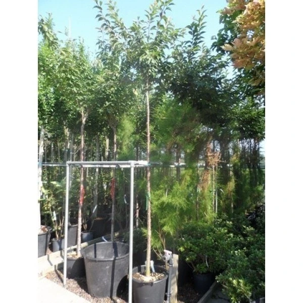 Roze Winterkers (Prunus Subhirtella 'Autumnalis Rosea') 4 Roze Winterkers (Prunus Subhirtella 'Autumnalis Rosea') - Afbeelding 2