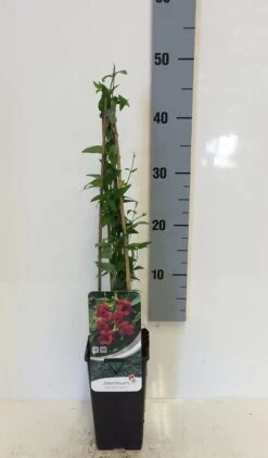 Rode Jasmijn (Jasminum Beesianum)