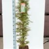 Japanse Esdoorn (Acer Palmatum 'Jerre Schwartz') -Tuinplanten Winkel jerreschwarts
