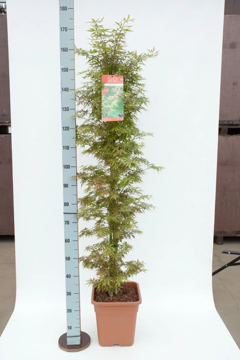 Japanse Esdoorn (Acer Palmatum 'Jerre Schwartz') 3 Japanse Esdoorn (Acer Palmatum 'Jerre Schwartz')