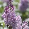 Sering (Syringa Villosae 'Minuet') -Tuinplanten Winkel jope03876