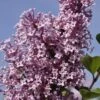 Dwerg Sering (Syringa 'Josée') -Tuinplanten Winkel jos e