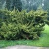 Jeneverbes (Juniperus Chinensis 'Plumosa Aurea') -Tuinplanten Winkel jucpaure 1