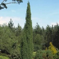 Jeneverbes (Juniperus Communis 'Suecica') -Tuinplanten Winkel jucsueci 6