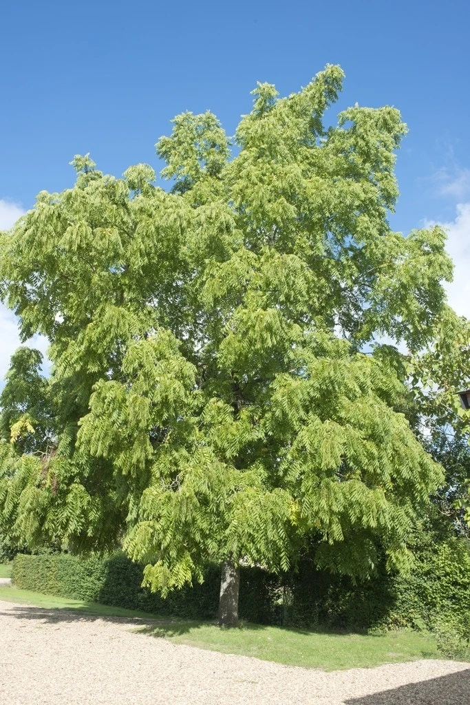 Zwarte Walnotenboom (Juglans Nigra) 4 Zwarte Walnotenboom (Juglans Nigra) - Afbeelding 2