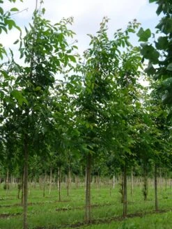 Grote Walnoot (Juglans Regia) -Tuinplanten Winkel juglans regia s 18 20 1