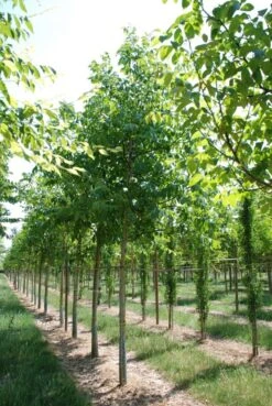 Grote Walnoot (Juglans Regia) -Tuinplanten Winkel juglans regia s 20 25 1