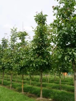Grote Walnoot (Juglans Regia) -Tuinplanten Winkel juglans regia s 25 30 1