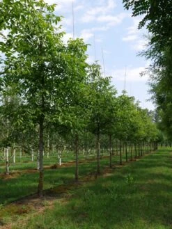 Grote Walnoot (Juglans Regia) -Tuinplanten Winkel juglans regia s 30 35 1