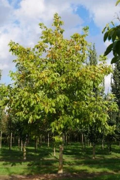 Grote Walnoot (Juglans Regia) -Tuinplanten Winkel juglans regia s 35 40 1