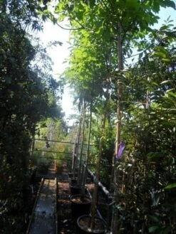 Walnotenboom (Juglans Regia) -Tuinplanten Winkel juglans regia 12 14 16ho cont