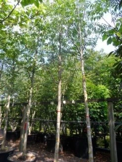 Walnotenboom (Juglans Regia) -Tuinplanten Winkel juglans regia 20 25ho c160 extra