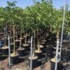 Walnoot (Juglans Regia 'Franquette') -Tuinplanten Winkel juglans regia franquette 8 10 c18