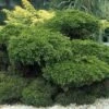 Jeneverbes (Juniperus Media 'Mint Julep') -Tuinplanten Winkel jummjule 7