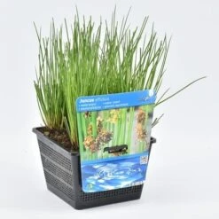 Pitrus (Juncus Effusus)