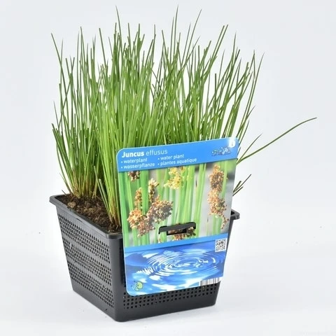 Pitrus (Juncus Effusus) 3 Pitrus (Juncus Effusus)