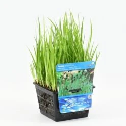 Zwaardrus (Juncus Ensifolius) -Tuinplanten Winkel juncus encifolius 20180430162826