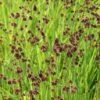 Zwaardrus (Juncus Ensifolius) 1 Zwaardrus (Juncus Ensifolius) -Tuinplanten Winkel juncus ensifolius 0.80 aqua sifra