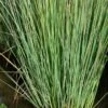 Zeegroene Rus (Juncus Inflexus) -Tuinplanten Winkel juncus inflexus