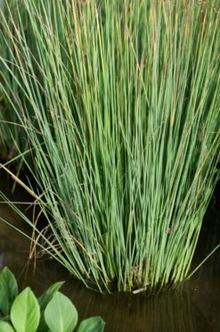 Zeegroene Rus (Juncus Inflexus)