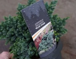 Jeneverbes (Juniperus Squamata 'Blue Star') 16 Jeneverbes (Juniperus Squamata 'Blue Star') -Tuinplanten Winkel juniperus bluestar lm01