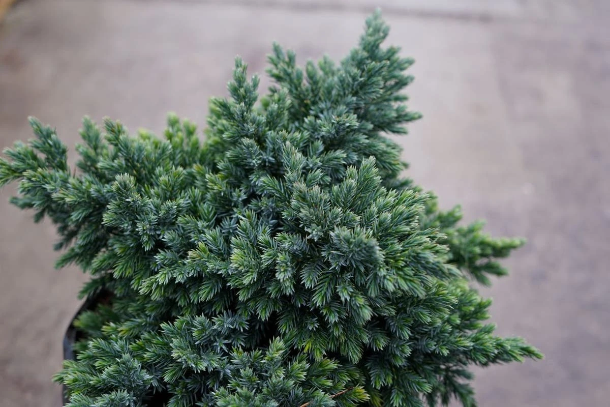 Jeneverbes (Juniperus Squamata 'Blue Star') 10 Jeneverbes (Juniperus Squamata 'Blue Star') - Afbeelding 8