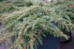Jeneverbes (Juniperus Communis 'Green Carpet') -Tuinplanten Winkel juniperus greencarpet lm01