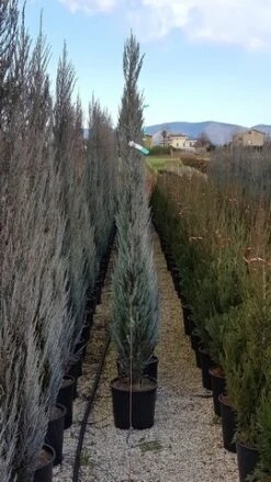 Jeneverbes (Juniperus Scopulorum 'Blue Arrow') -Tuinplanten Winkel juniperus blue arrow