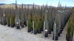 Jeneverbes (Juniperus Scopulorum 'Blue Arrow') -Tuinplanten Winkel juniperus blue arrow 2