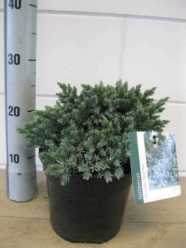 Jeneverbes (Juniperus Squamata 'Blue Star') 9 Jeneverbes (Juniperus Squamata 'Blue Star') - Afbeelding 7
