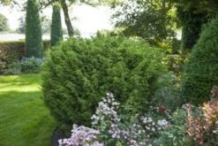 Jeneverbes (Juniperus Chinensis 'Blaauw') -Tuinplanten Winkel juniperus chinensis blaauw