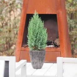 Jeneverbes (Juniperus Chinensis 'Stricta') 9 Jeneverbes (Juniperus Chinensis 'Stricta') -Tuinplanten Winkel juniperus chinensis stricta