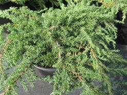 Jeneverbes (Juniperus Communis 'Green Carpet') -Tuinplanten Winkel juniperus communis green carpet 1