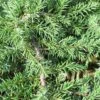 Jeneverbes (Juniperus Communis 'Green Carpet') -Tuinplanten Winkel juniperus communis green carpet 2