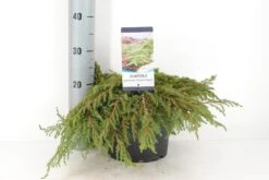 Jeneverbes (Juniperus Communis 'Green Carpet') -Tuinplanten Winkel juniperus communis green carpet c5 m 1