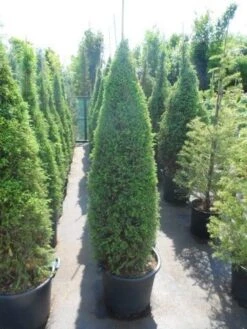 Jeneverbes (Juniperus Communis 'Hibernica') -Tuinplanten Winkel juniperus communis hibernica 150 175