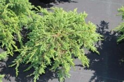 Jeneverbes (Juniperus Communis 'Repanda') -Tuinplanten Winkel juniperus communis repanda