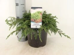 Jeneverbes (Juniperus Communis 'Repanda') -Tuinplanten Winkel juniperus communis repanda 25 30 c3 m