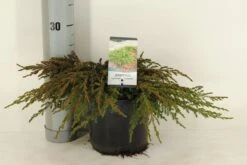 Jeneverbes (Juniperus Communis 'Repanda') -Tuinplanten Winkel juniperus communis repanda 30 40 c3 m