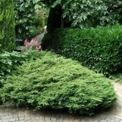 Jeneverbes (Juniperus Communis 'Repanda') -Tuinplanten Winkel juniperus communis repanda 1