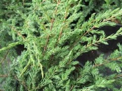 Jeneverbes (Juniperus Communis 'Repanda') -Tuinplanten Winkel juniperus communis repanda 2
