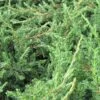 Jeneverbes (Juniperus Communis 'Repanda') -Tuinplanten Winkel juniperus communis repanda 3