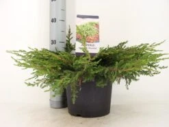 Jeneverbes (Juniperus Communis 'Repanda') -Tuinplanten Winkel juniperus communis repanda zomer c5 m