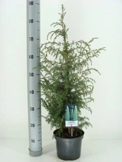 Jeneverbes (Juniperus Communis 'Suecica') -Tuinplanten Winkel juniperus communis suecica c3 m