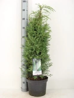 Jeneverbes (Juniperus Communis 'Suecica') -Tuinplanten Winkel juniperus communis suecica c5 m