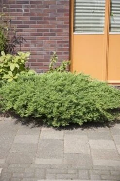 Kustjeneverbes (Juniperus Conferta 'Schlager' (Blue Pacific)) -Tuinplanten Winkel juniperus conferta schlager