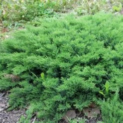 Jeneverbes (Juniperus Davurica 'Leningrad') 9 Jeneverbes (Juniperus Davurica 'Leningrad') -Tuinplanten Winkel juniperus davurica leningrad