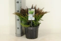 Jeneverbes (Juniperus Horizontalis 'Andorra Compact') 6 Jeneverbes (Juniperus Horizontalis 'Andorra Compact') -Tuinplanten Winkel juniperus hor. andorra compact winter c3 m